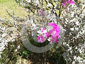 Leucophyllum frutescens, Purple Sage, Texas Sage, Texas Ranger, Silverleaf, Texas rain sage,Â cenizo